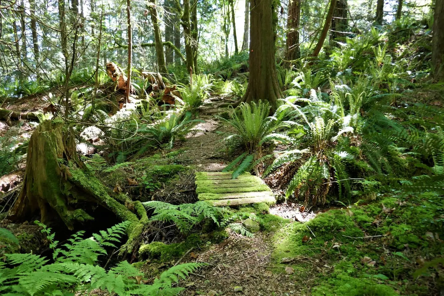 Mossy forest trail with ferns near the property