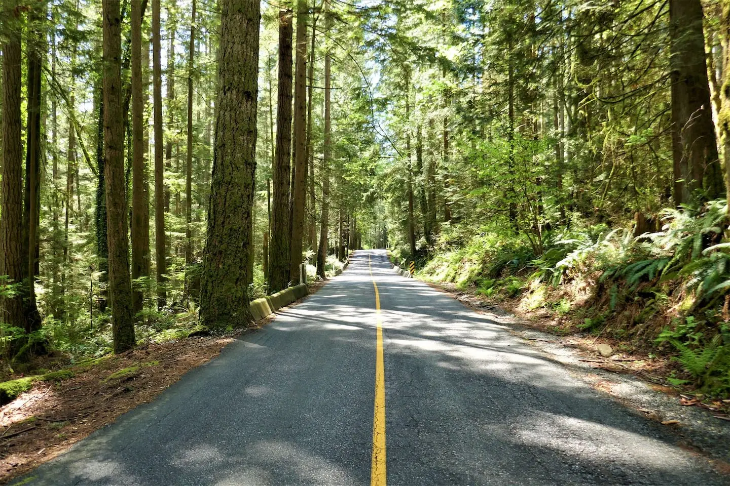 Tree-lined road through the forest on the way to the house